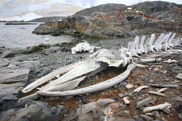 Whale skeleton on the coast