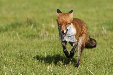Red fox running in a meadow in autumn GB