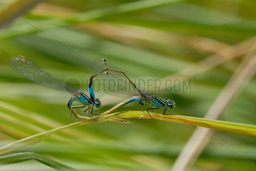 Blue-tailed Damselfly mating Normandie France