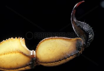 Dard de scorpion Sahara Afrique