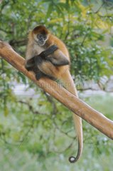 Geoffroy männlicher Spinnen Monkey auf einen Zweig platziert