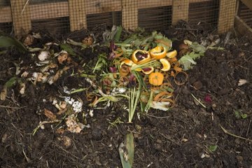 Organic scrap on compost