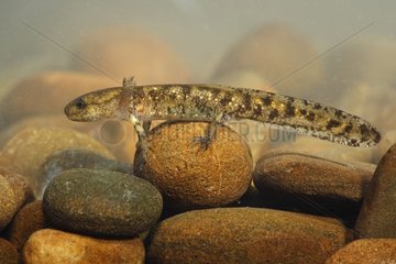 Larve von gesprenkeltem Salamander unter Wasserspanien
