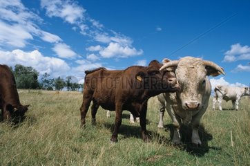 Cows and bull charolais Meurthe et Moselle France