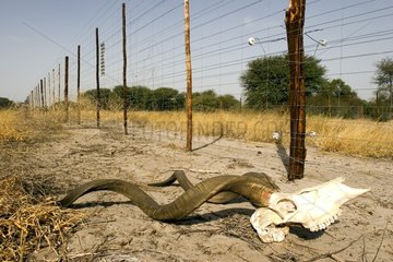 Cranium of Kudo in front of a fence Botswana