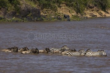 Zebras and Gnus crossing the Mara River Masai Mara Kenya