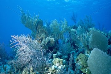 Sea Grass Islands Türken und Caicos