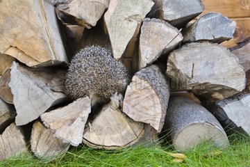 Western European Hedgehog nesting in a wooden heap