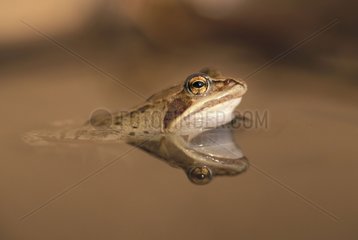 PortrÃ¤t eines grÃ¼nen Frosches in Wasser Frankreich