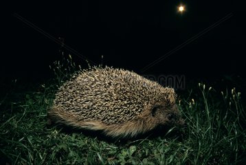 European Hedgehog during the night walking on a meadow
