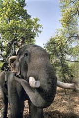 Tiger approch on elephant back Bandhavgarh NP India