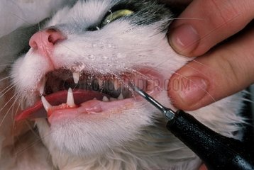 Gros plan sur un détartrage des dents d'un chat