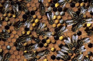 Bienen im Bienenstock auf der Brut