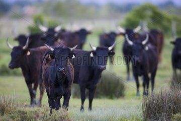 Junge Camargue Bulls in Weidenkamargue Frankreich