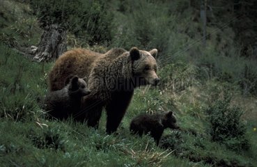 Ourse brun des Pyrénées et oursons Espagne
