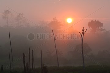 Sunrise on the Amazon Rainforest burned for agriculture