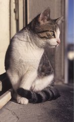 Grau -weißes Kätzchen sitzt am Rand eines Fensters
