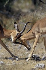 Males Impalas black-faced fighting Etosha NP Namibia