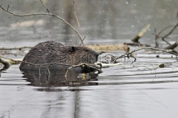 European Beaver gnawing a branch Kainuu Finland
