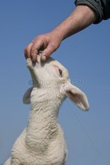 Lamb newborn sucking a finger
