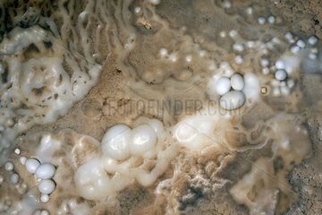 Pearls of caves at different stages of their lives mineral