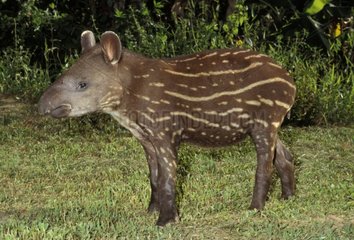 Junge terrestrische Tapir Südamerika