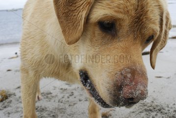 Portrait of Labrador in the sand Ballyconneely Ireland