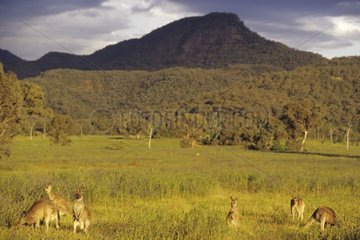 Groupe de Kangourous géants au lever du soleil Australie