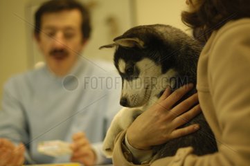 Consultation vétérinaire pour un chiot Husky France