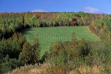 Field in the middle of a forest in automn Gaspésie Canada