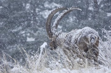 MÃ¤nnlicher Ibex im Schneesturm Maurienne Valley Savoie Frankreich