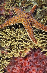 Knobby Sea Star moving on corals Pacific Ocean
