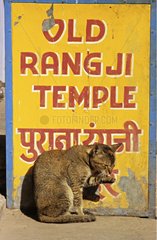 Katze reinigt sich vor einem Panel Puskar India