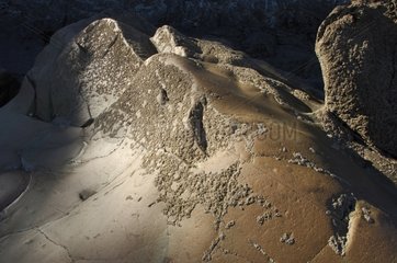 Gänse -Scheunen auf Felsen bei Ebbe Fineistère Frankreich