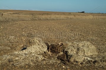 Schafkadaver -Tod während der Dürre Australien