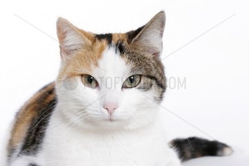 Portrait de chatte tricolore France
