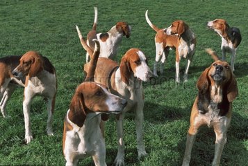 Pack of cross-breed hunting Dogs