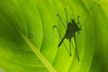 Grasshopper lin leaf Tropical forest Upper Amazon Peru