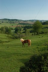 Horse in a Gascon landscape Hautes-Pyrénées