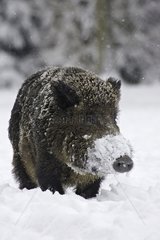 Wildschwein unter Schnee Schleswig-Holstein Deutschland