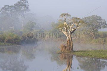 Nebel -Lagune an einem kühlen Dezembermorgen in Kaziranga India