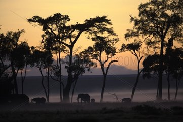 African elephants in the forest Masaï Mara Kenya