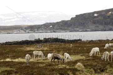 Herd of Caribous grazing on a moor North Cape