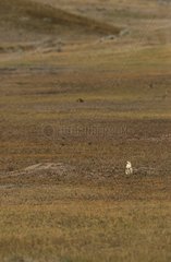 Prairie Dog near burrow Grasslands National Park