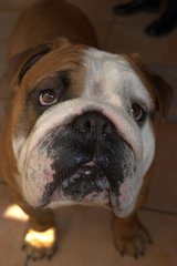 Portrait of an English bulldog