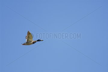 Side-shot of a male Mallard in flight