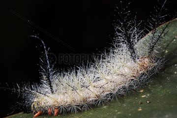 Stinging Caterpillar in underwood Upper Amazon Peru