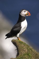 Atlantic Puffin posed on a ground hillock Scotland