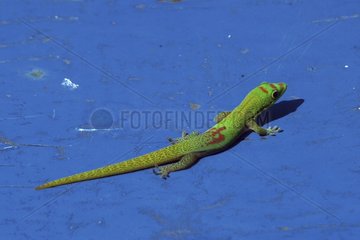 Gecko poussière d'or Mayotte