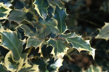 Holly 'Mme Briot' in march